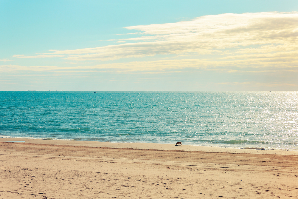 Hundestrand Alicante