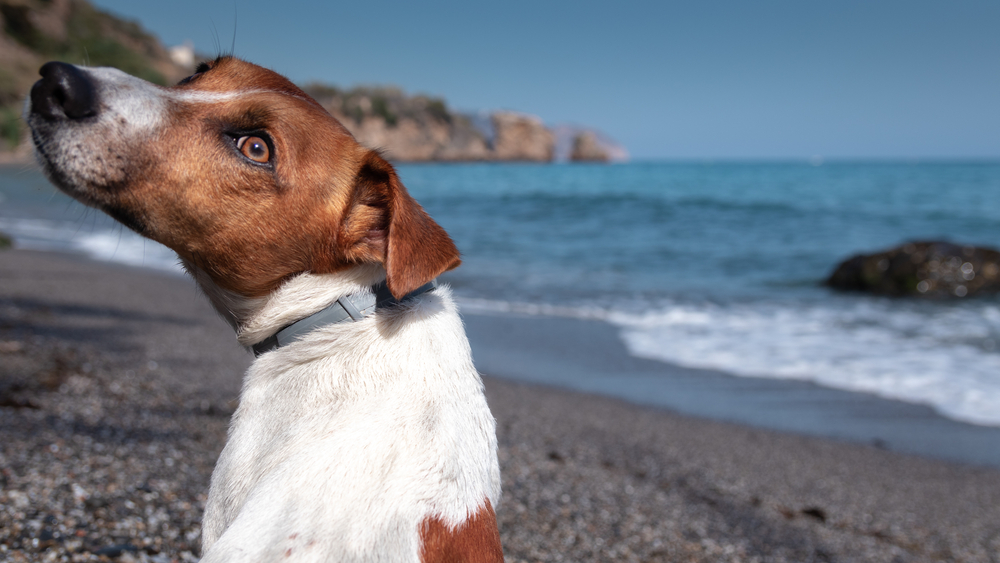 Hundestrand Marbella