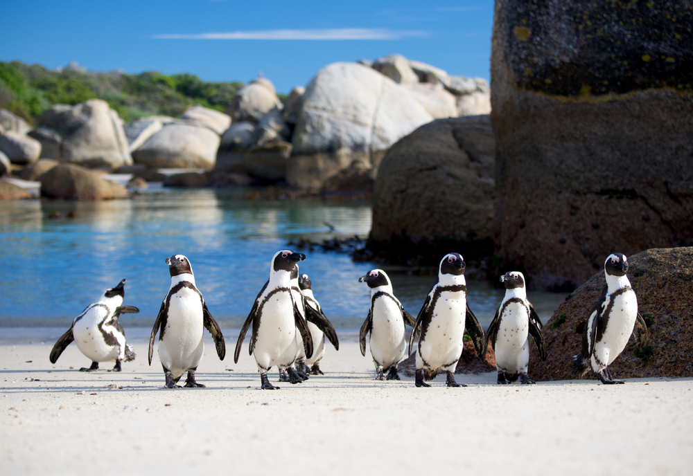 Jackass-Pinguine Südafrika Januar Brillenpinguine