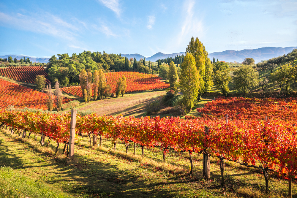 Weinberge bei Montefalco