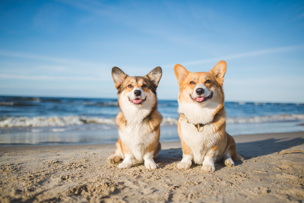 Urlaub mit Hund im Ferienhaus