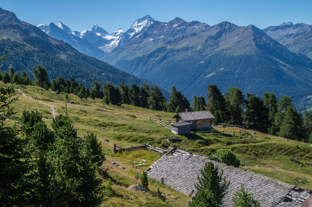 Bella Tola