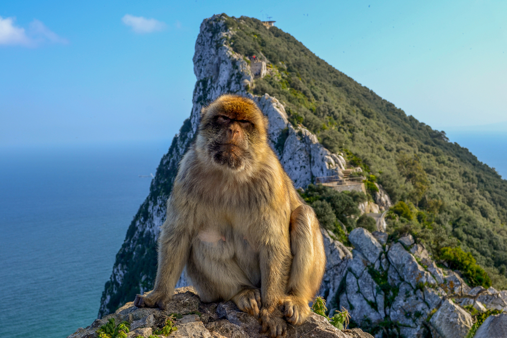 Affen Gibraltar
