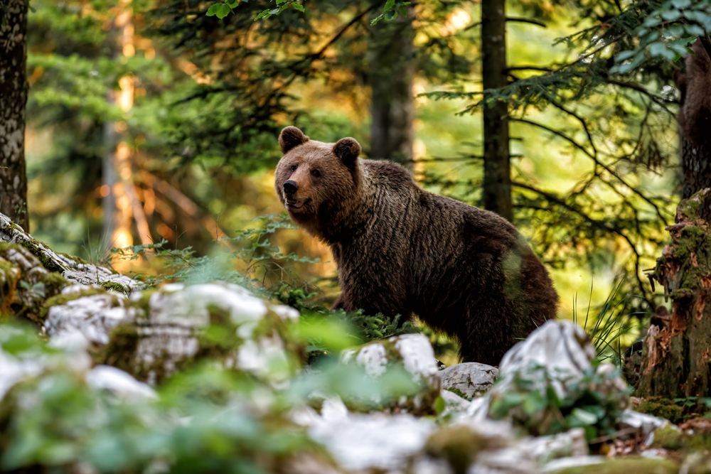 Bär Slowenien