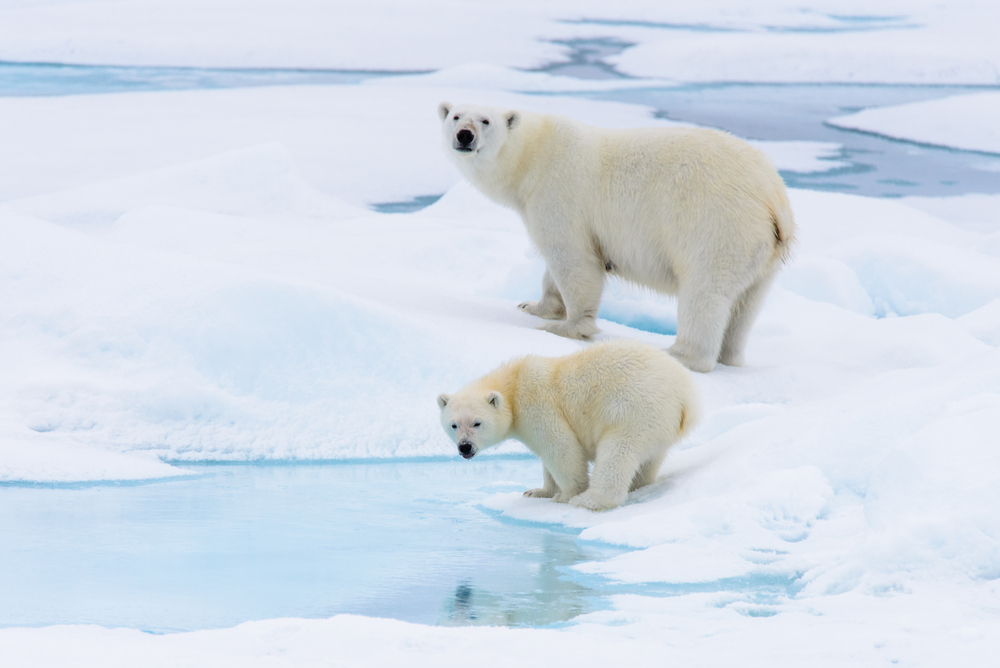 Eisbären Spitzbergen