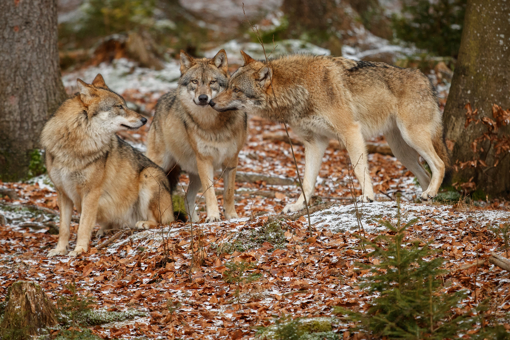 Wolf Deutschland