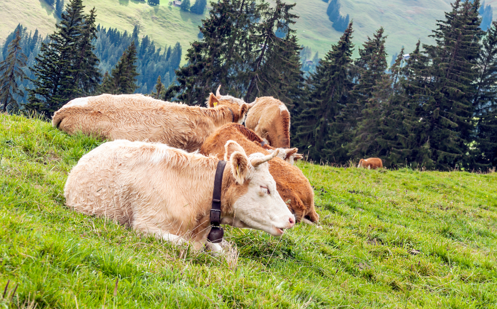 Wandern Zentralschweiz Engelberg